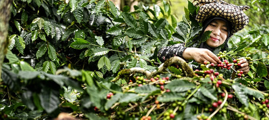 A Guide to Southeast Asian Coffee Cultures