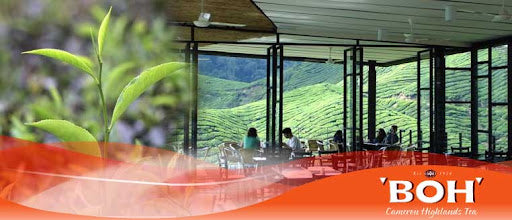 Discover the Majestic BOH Tea Plantation: A Must-Visit Destination in Malaysia